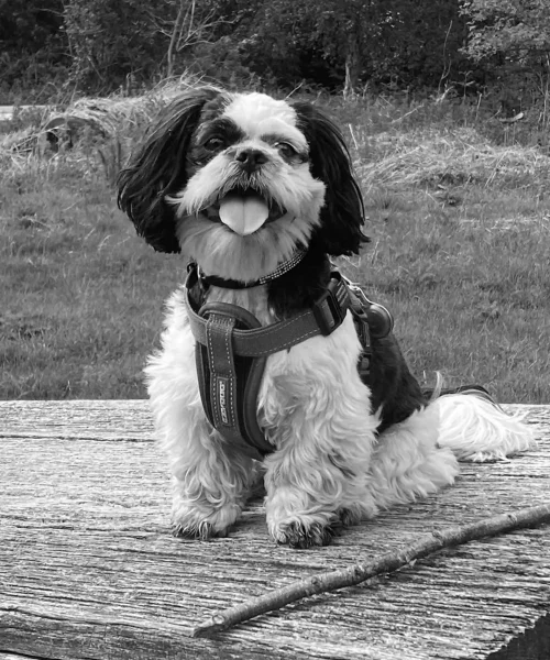 Dog 1 BW